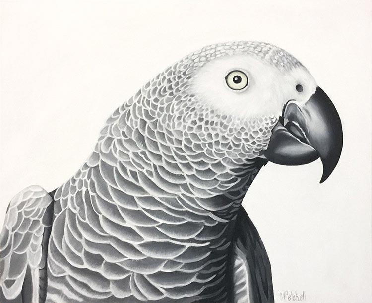 Hector African Grey Parrot