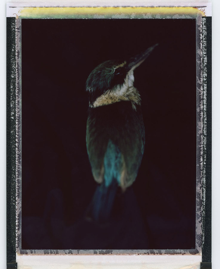 …kotare - kingfisher