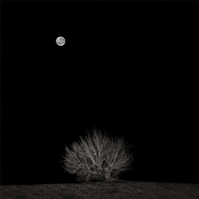 Willow tree and Moon